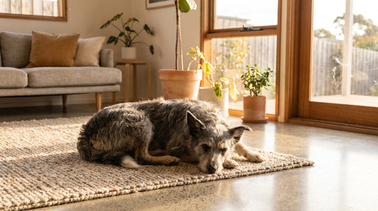 How to Help a Dog with Separation Anxiety: A Practical Guide for Australian Dog Owners
